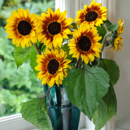 Picture of Helianthus (Sunflower) - Helios Flame F1